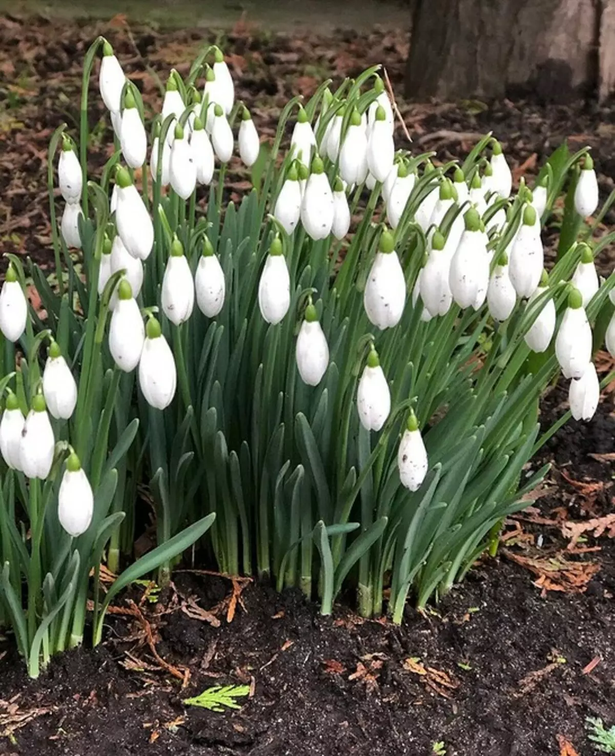 6 ville planter som kan plantes på plottet (og gjør det vakrere) 2542_15