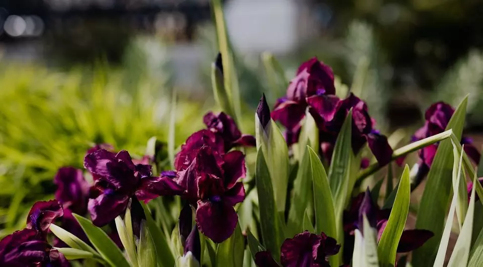 6 plantas silvestres que se poden plantar na súa trama (e facelo máis bonito)