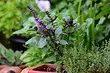 A gyógynövények és fűszerek: 7 módja, hogy növeljék a buja és egyszerű viráglevelet a házadon