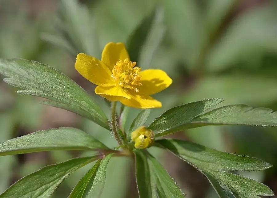 6 plantas silvestres que se poden plantar na súa trama (e facelo máis bonito) 2542_26