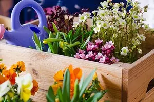 5 maneras de organizar el jardín con flores en contenedores (primero, es fácil) 2557_1