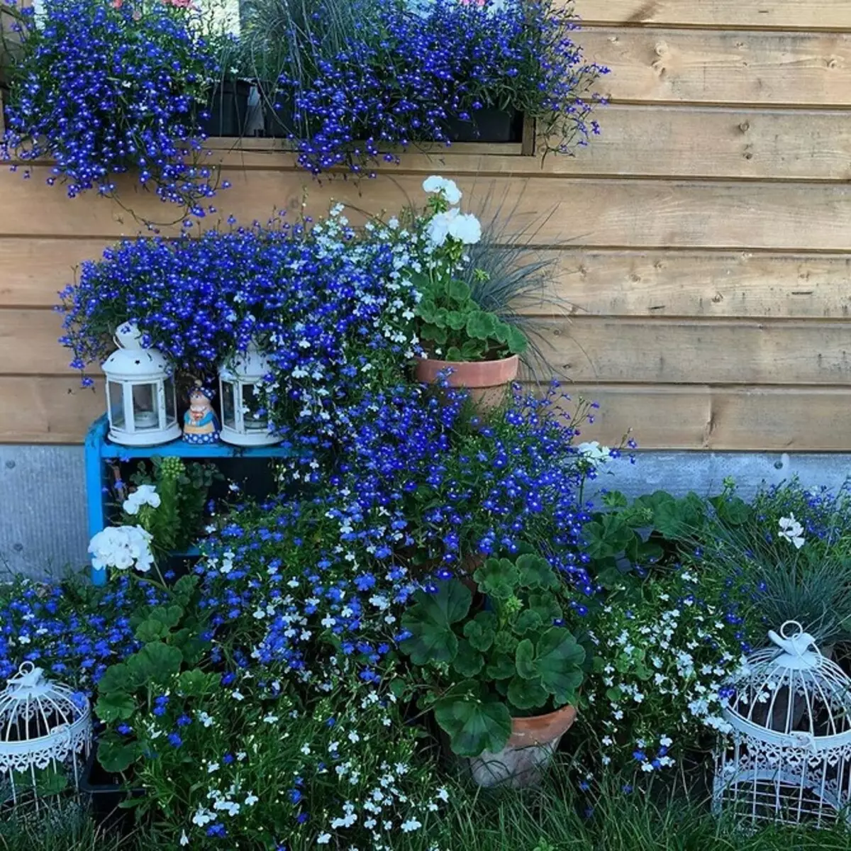 5 manieren om de tuin met bloemen in containers te regelen (eerst, het is gemakkelijk) 2557_22