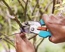 Как да отрежете дървото: Подробно ръководство за начинаещи градинари 2566_10