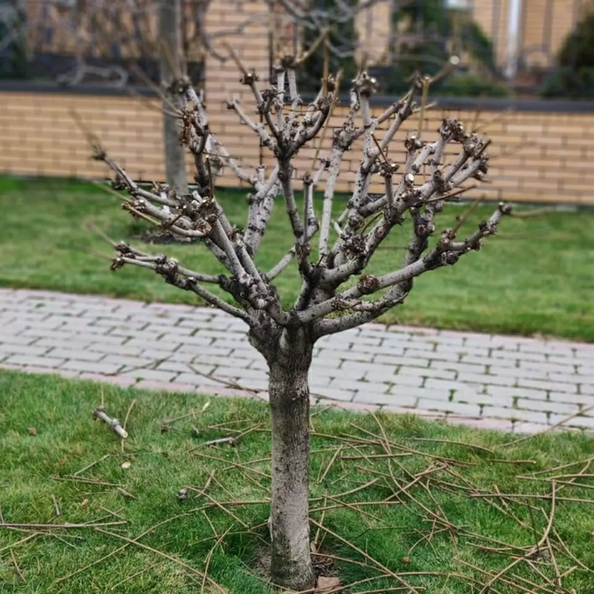 Comment couper l'arbre: un guide détaillé pour les jardiniers débutants 2566_11