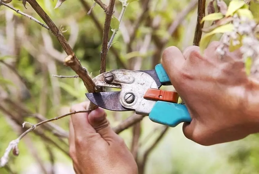 Kako obrezati drvo: detaljan vodič za vrtlare za početnike 2566_12