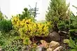 موسم بہار میں conifers کی دیکھ بھال میں سب سے اہم مقدمات میں سے 6