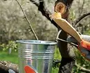 Как да отрежете дървото: Подробно ръководство за начинаещи градинари 2566_14