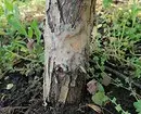 Kako obrezati drvo: detaljan vodič za vrtlare za početnike 2566_15