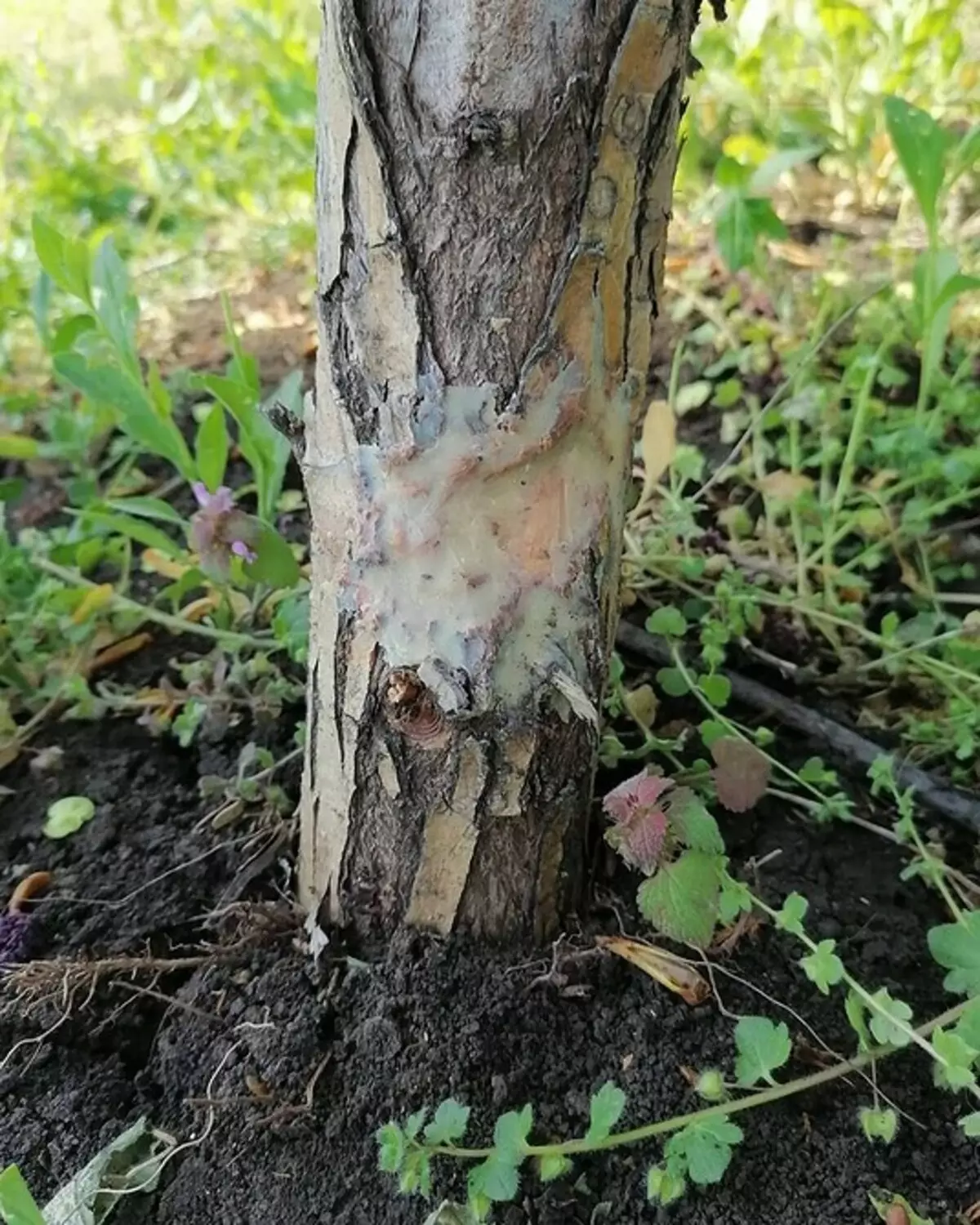 Comment couper l'arbre: un guide détaillé pour les jardiniers débutants 2566_17