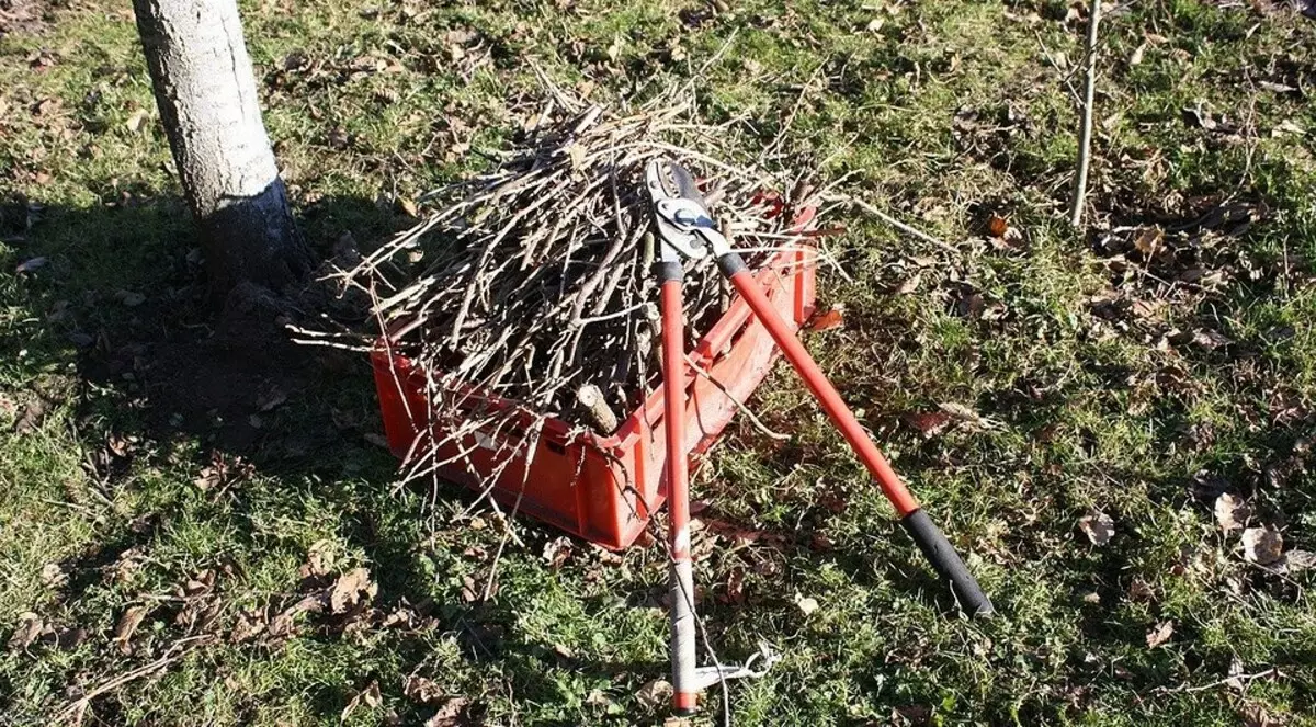 Jak zkrátit strom: podrobný průvodce pro začátečníky zahradníky