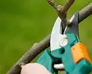 Hoe de boom te trimmen: een gedetailleerde gids voor beginnerstuiners 2566_20