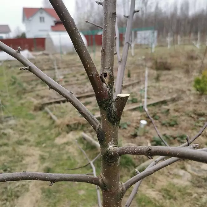 Hoe de boom te trimmen: een gedetailleerde gids voor beginnerstuiners 2566_21