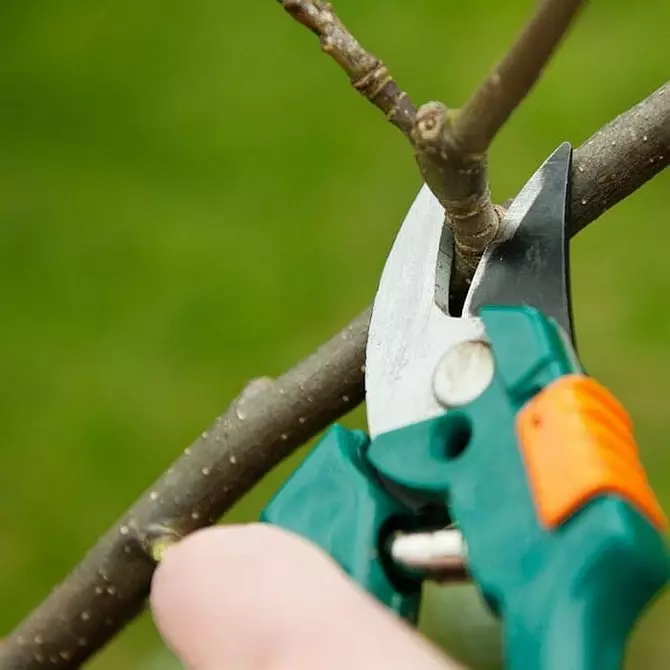 Cara memangkas pohon: Panduan terperinci untuk tukang kebun pemula 2566_22