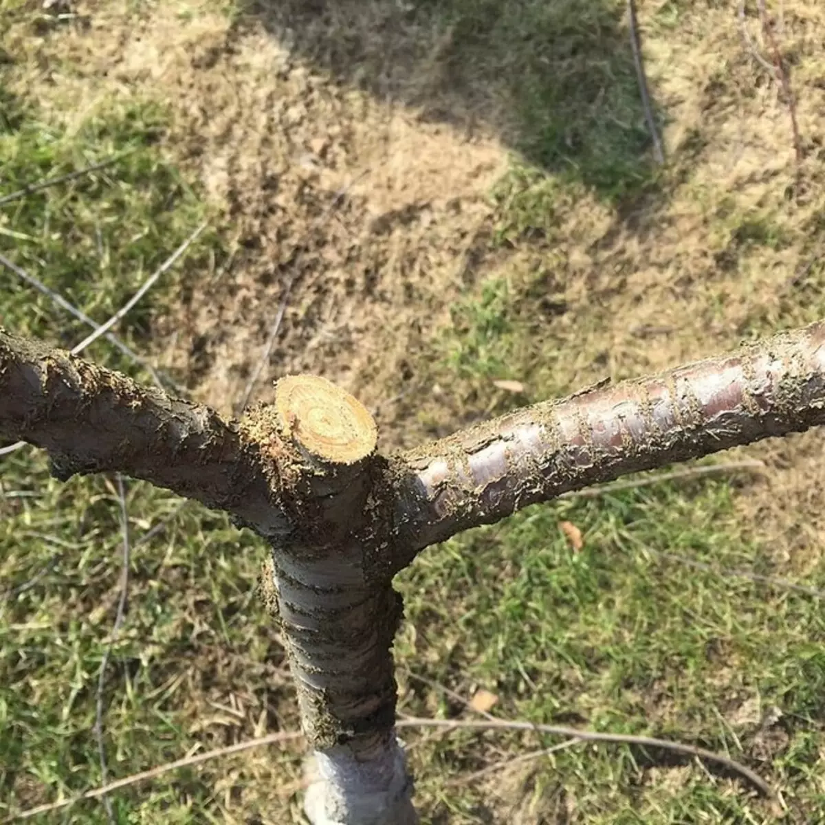 Hoe de boom te trimmen: een gedetailleerde gids voor beginnerstuiners 2566_26