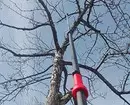 Jak zkrátit strom: podrobný průvodce pro začátečníky zahradníky 2566_28