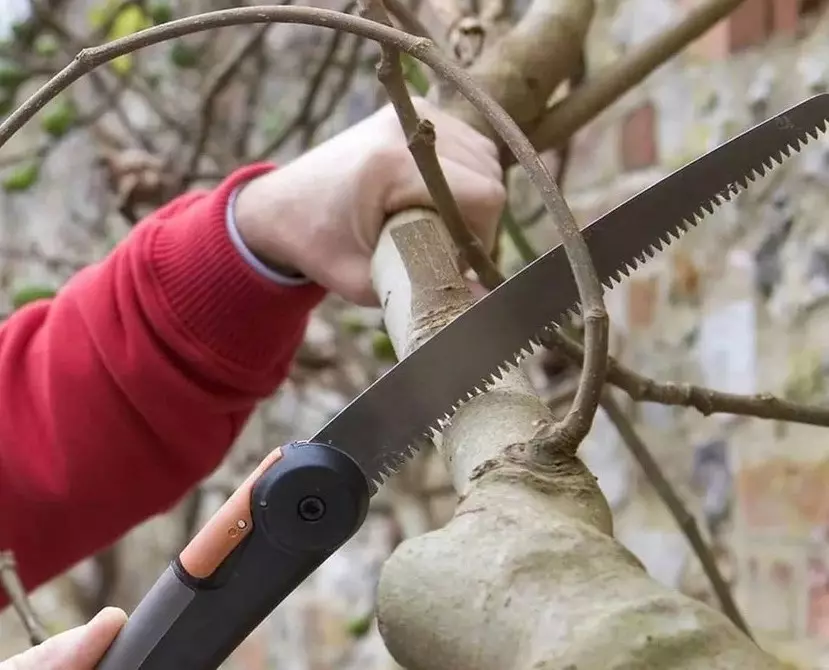Comment couper l'arbre: un guide détaillé pour les jardiniers débutants 2566_6
