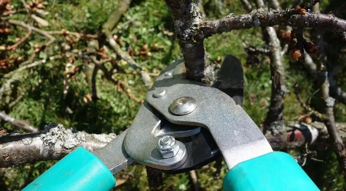 Hoe de boom te trimmen: een gedetailleerde gids voor beginnerstuiners 2566_7