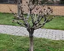 Как да отрежете дървото: Подробно ръководство за начинаещи градинари 2566_9