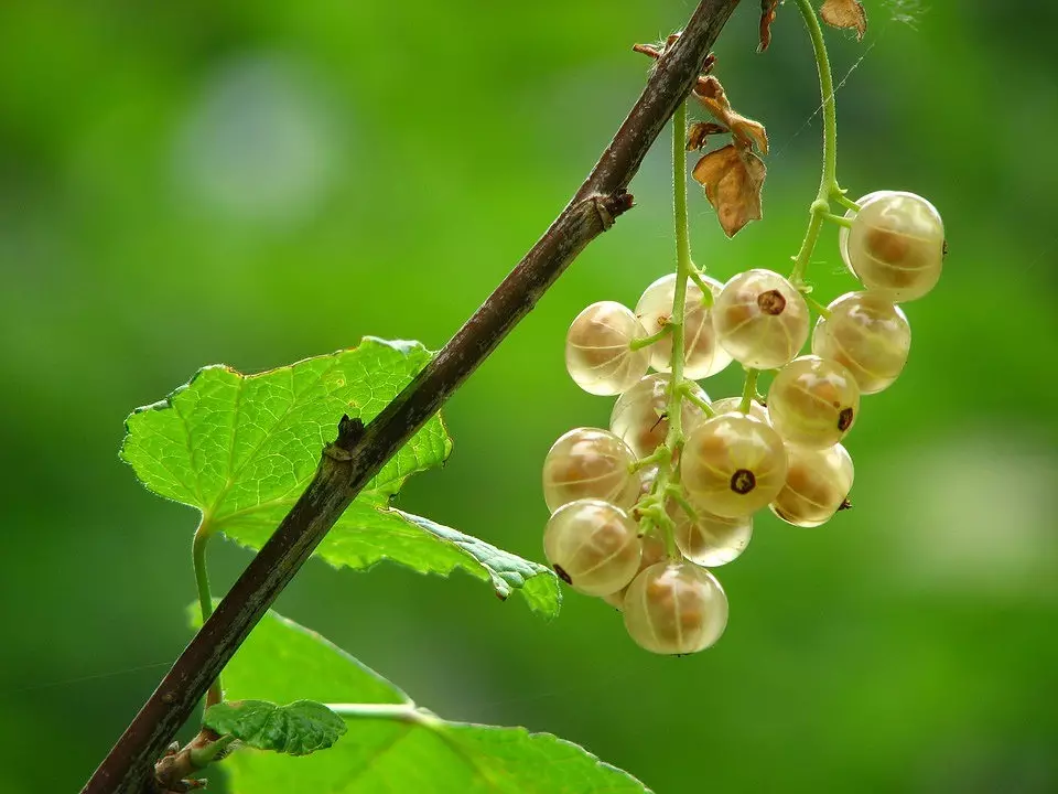 ඔබේ ගෙවත්තේ plants ෂධීය ශාක 8 ක් පිටතට තට්ටු කළ යුතු (ප්රථමාධාර කට්ටලයේ සුරකින්න) 2572_13