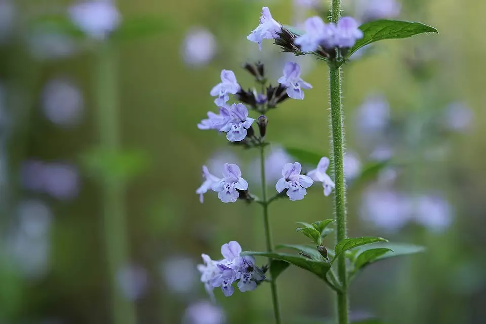 8 plantes medicinals al vostre jardí, que haurien de ser eliminades (i estalviaran el kit de primers auxilis) 2572_5