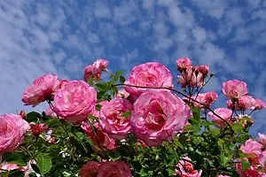 Zakaj ne cveti Rose in kako ga popraviti: 10 razlogov in koristne nasvete 2604_1