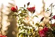 Kako raste rose iz šopek: podroben vodnik za vrtnar