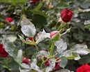 Kwa nini haina bloom rose na jinsi ya kurekebisha: sababu 10 na vidokezo muhimu 2604_13