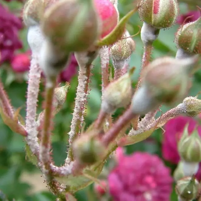 Hvorfor blomstrer ikke, og hvordan å fikse det: 10 grunner og nyttige tips 2604_16