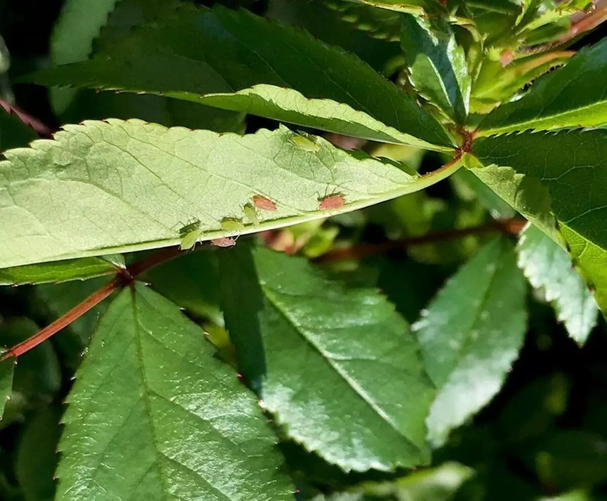 Varför blommar inte och hur man fixar det: 10 skäl och användbara tips 2604_19