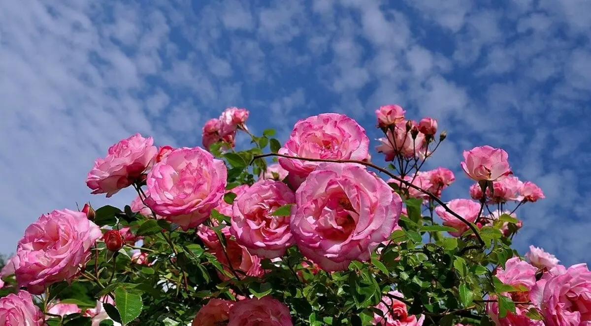 Чому не цвіте троянда і як це виправити: 10 причин і корисні поради