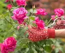 गुलाब क्यों नहीं खिलता है और इसे कैसे ठीक किया जाए: 10 कारण और उपयोगी टिप्स 2604_27
