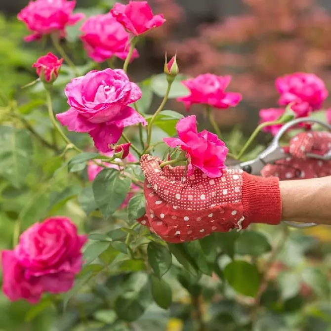 Miért nem virágzik Rose és hogyan kell javítani: 10 ok és hasznos tippek 2604_29