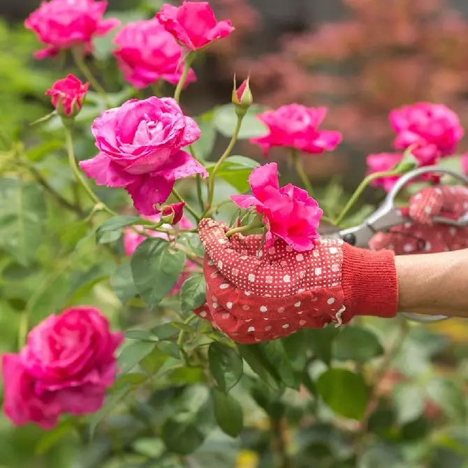 Warum blüht nicht Rose und wie man es behebt: 10 Gründe und nützliche Tipps 2604_29