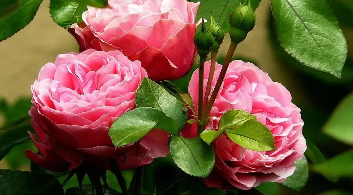 Hvorfor blomstrer ikke rose og hvordan man løser det: 10 grunde og nyttige tips 2604_6