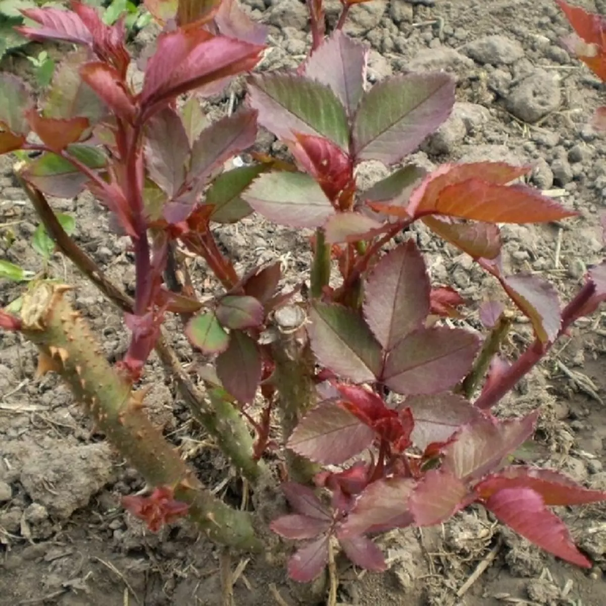 Hvorfor blomstrer ikke, og hvordan å fikse det: 10 grunner og nyttige tips 2604_9