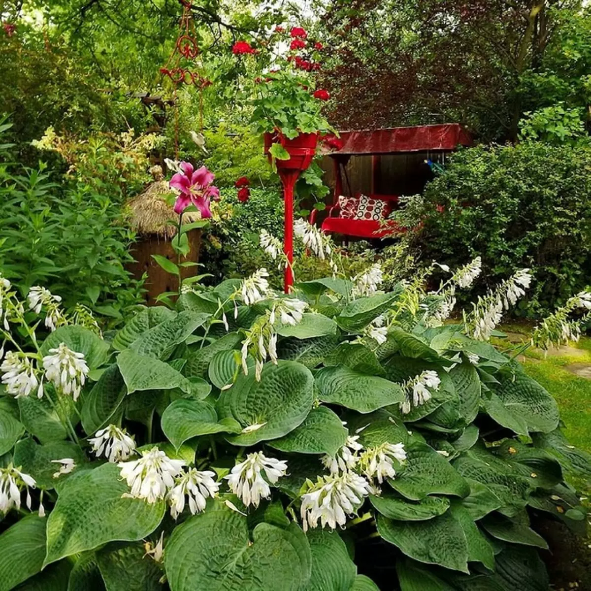 Comment organiser un lit de fleurs avec des conifères et des fleurs 2616_105