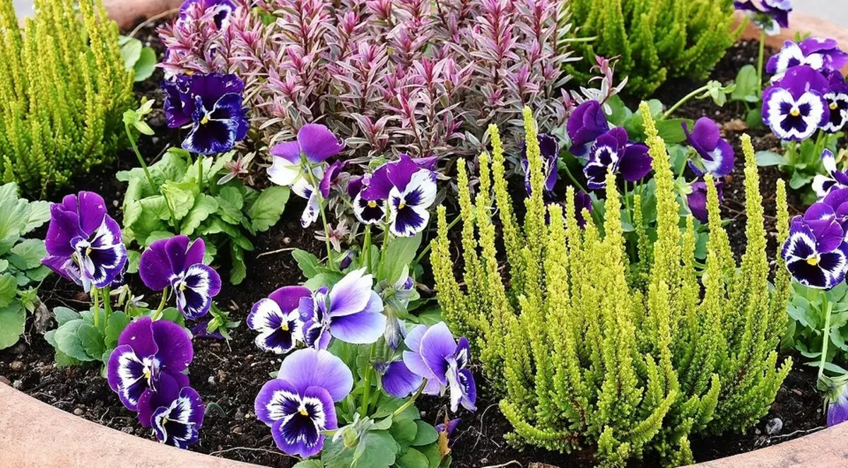 Hvordan arrangere en blomsterbed med nåletræer og blomster