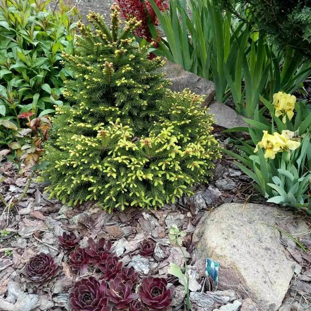 Hvordan arrangere en blomsterbed med nåletræer og blomster 2616_59