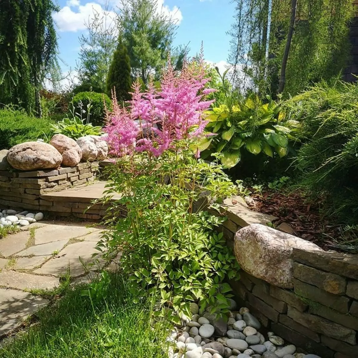 Hvordan arrangere en blomsterbed med nåletræer og blomster 2616_91