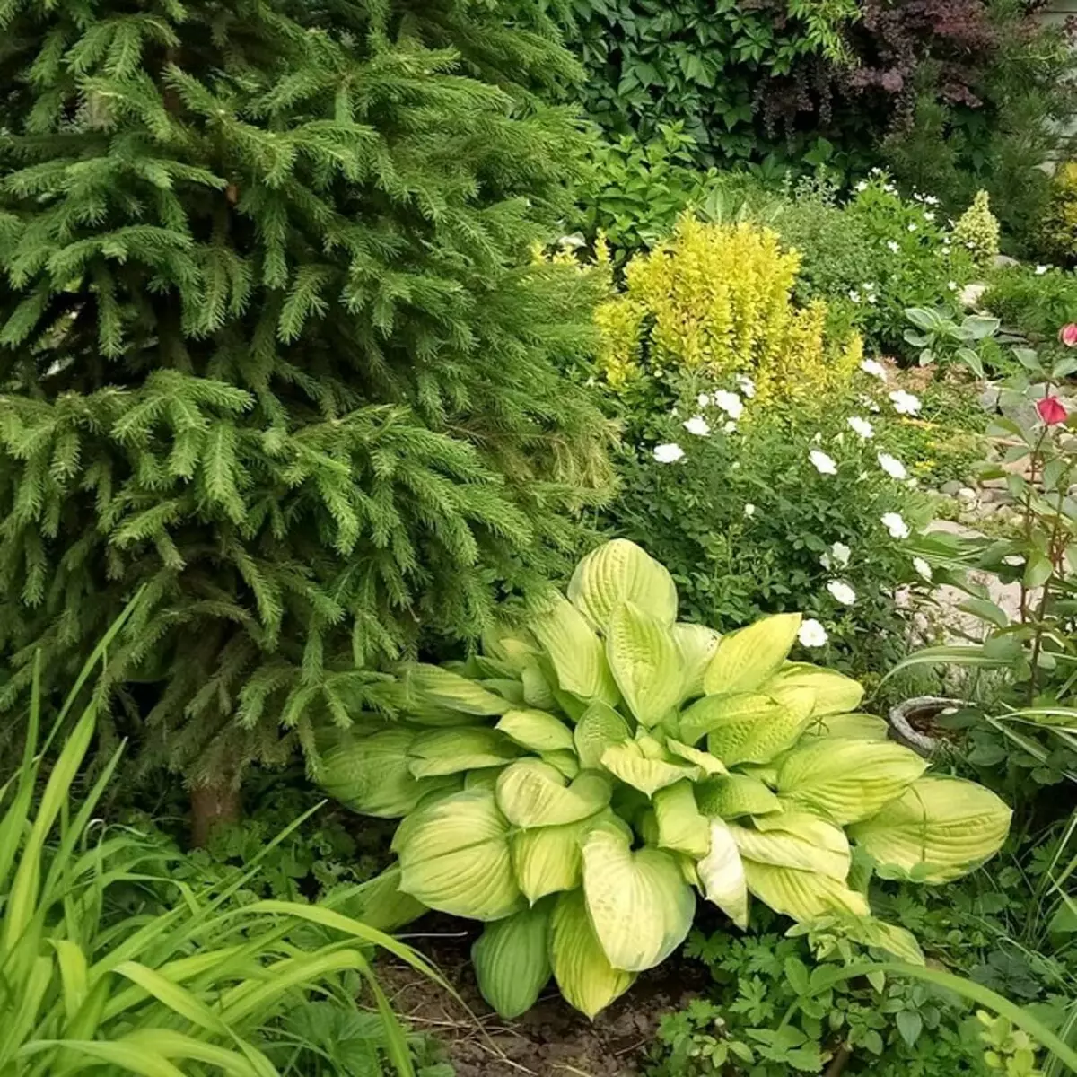 Hoe een bloembed te regelen met coniferen en bloemen 2616_94