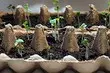 Kurakurai 6 Lokacin da girma seedlings wanda zai rage kowane ƙoƙari