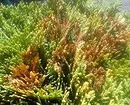 黄色くのThuja：理由を見つけて植物を扱う 2649_16