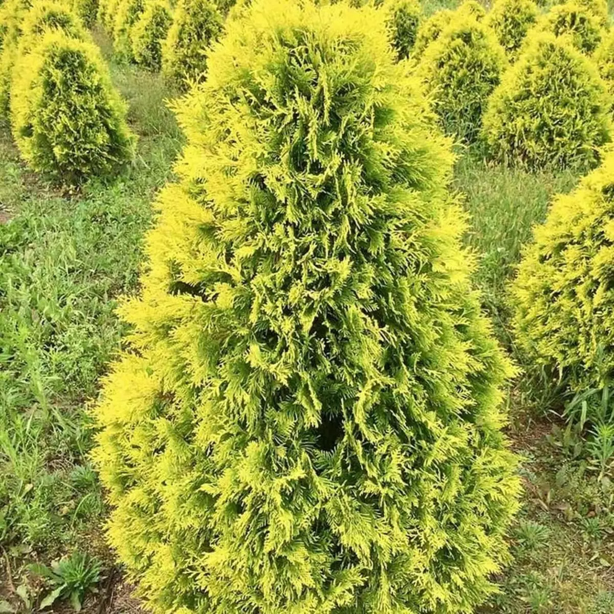 黄色くのThuja：理由を見つけて植物を扱う 2649_6
