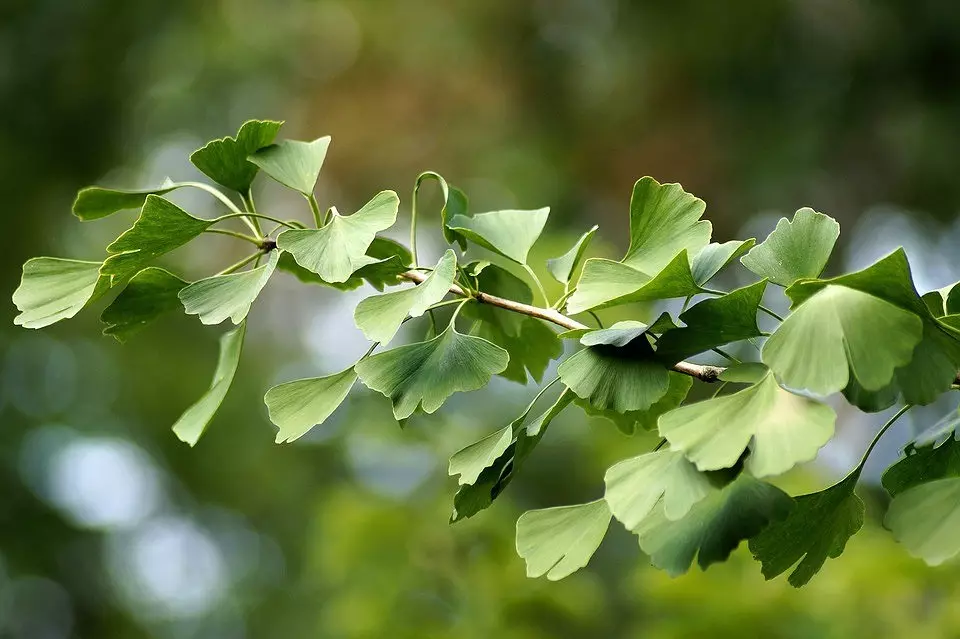 10 arbres exotiques pouvant être cultivés dans la voie du milieu 2652_18