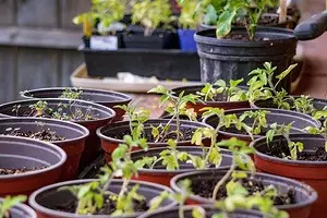 6 legitieme manieren om zaailingen te krijgen voor de tuin gratis 2664_1