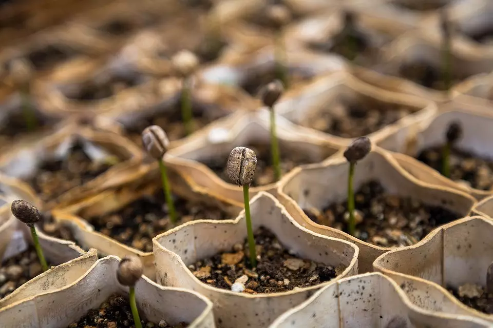 6 legitieme manieren om zaailingen te krijgen voor de tuin gratis 2664_10