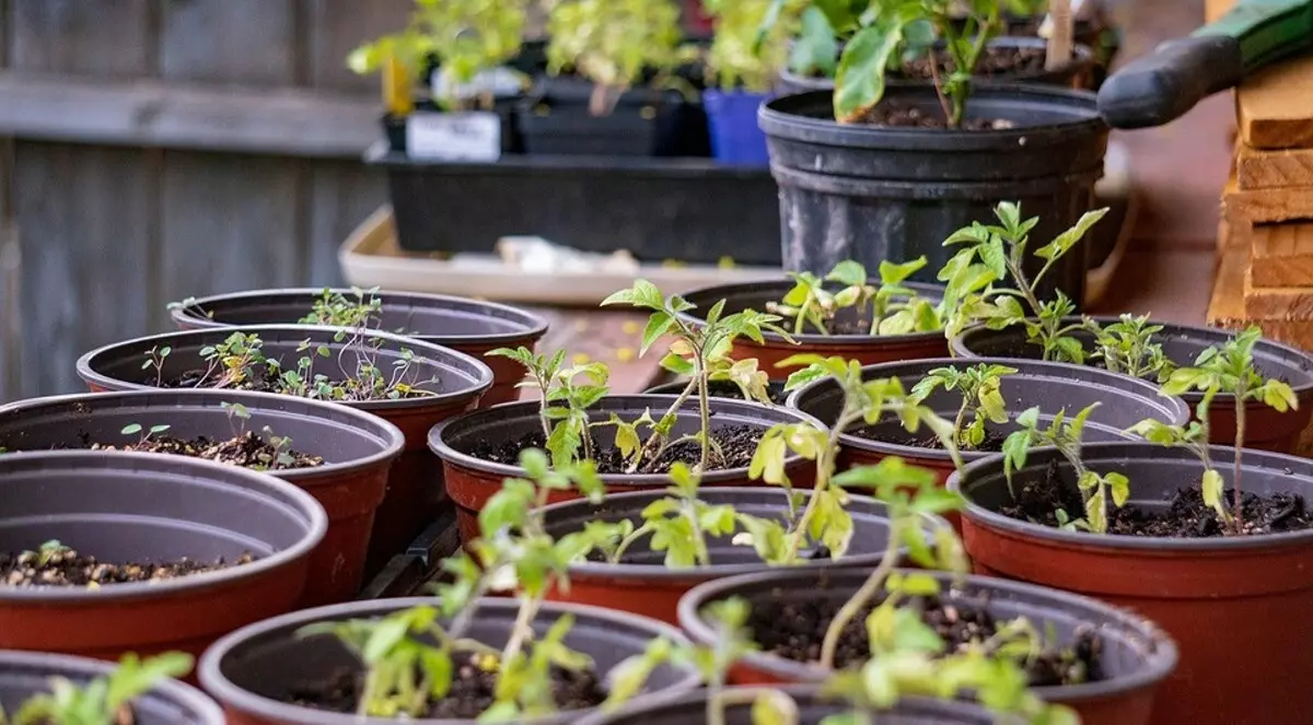 6 legitime manieren om seedlings fergees te krijen foar de tún