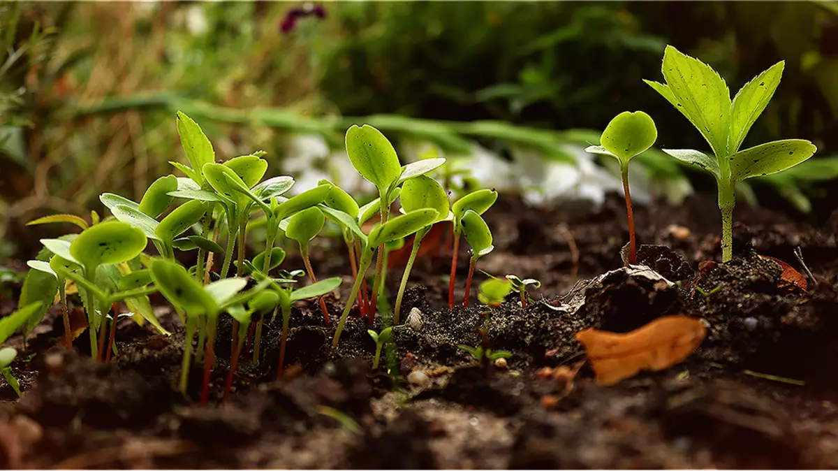 6 legitime manieren om seedlings fergees te krijen foar de tún 2664_3