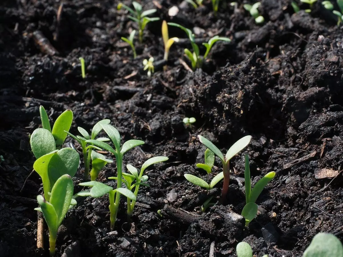 6 legitieme manieren om zaailingen te krijgen voor de tuin gratis 2664_4