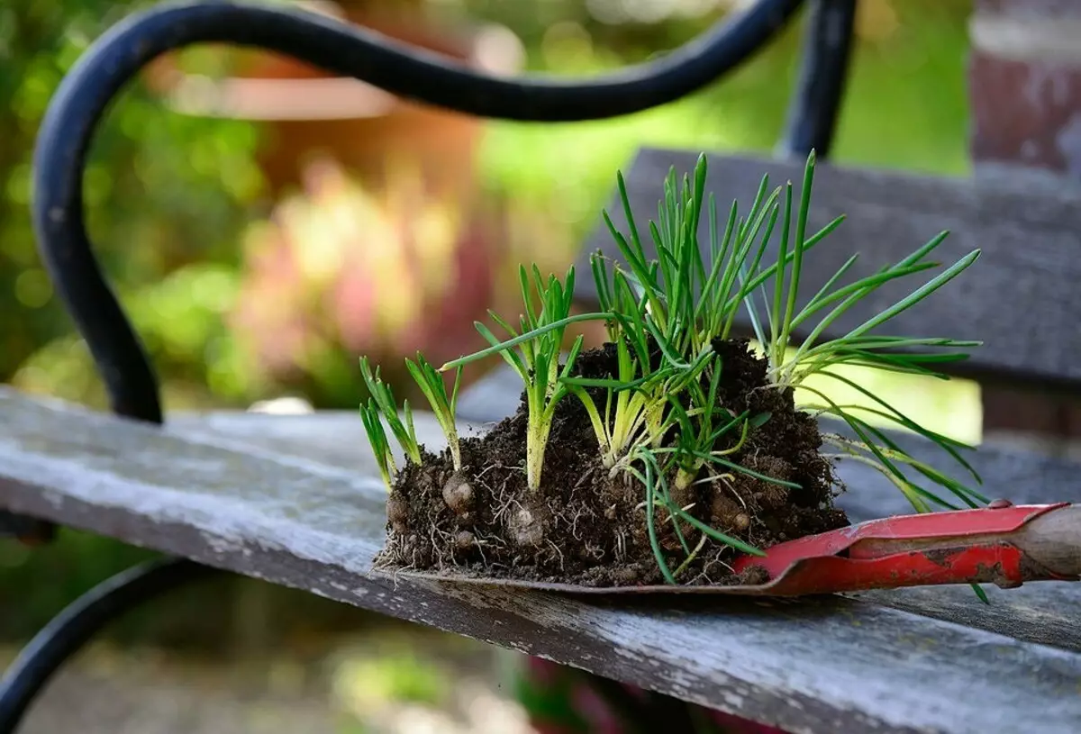 6 legitieme manieren om zaailingen te krijgen voor de tuin gratis 2664_6